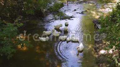 一群白鹅漂浮在河上。 在阳光明媚的日子里，家禽在<strong>村子</strong>里洗澡和游泳